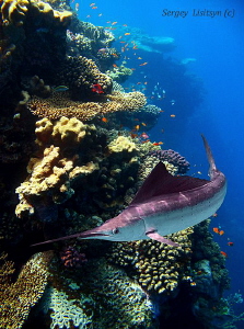 Marlin. The picture is made on the suburb of the reserve ... by Sergey Lisitsyn 